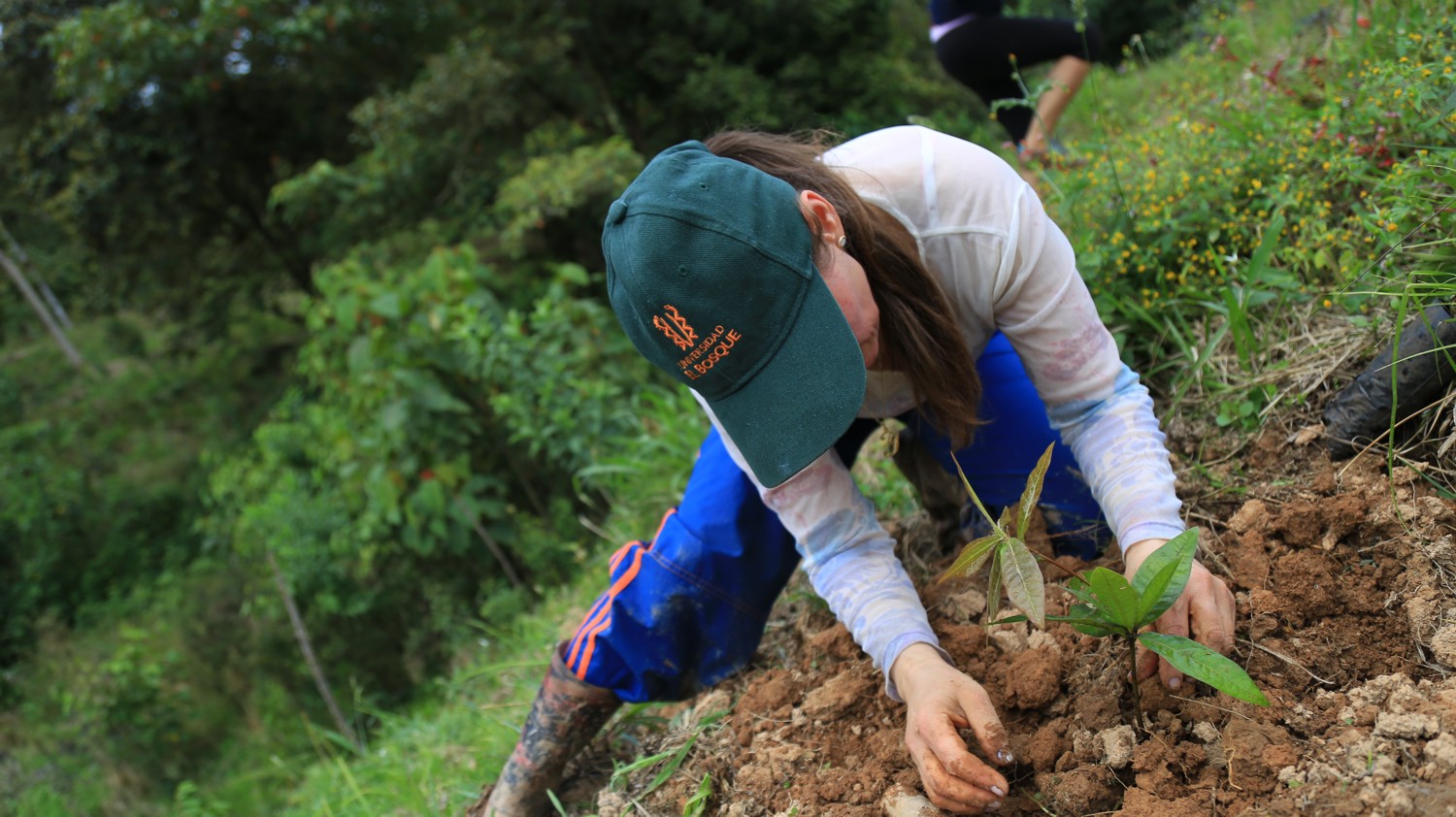 El Bosque continúa creciendo con la siembra de 720 árboles nativos en Silvania, Cundinamarca