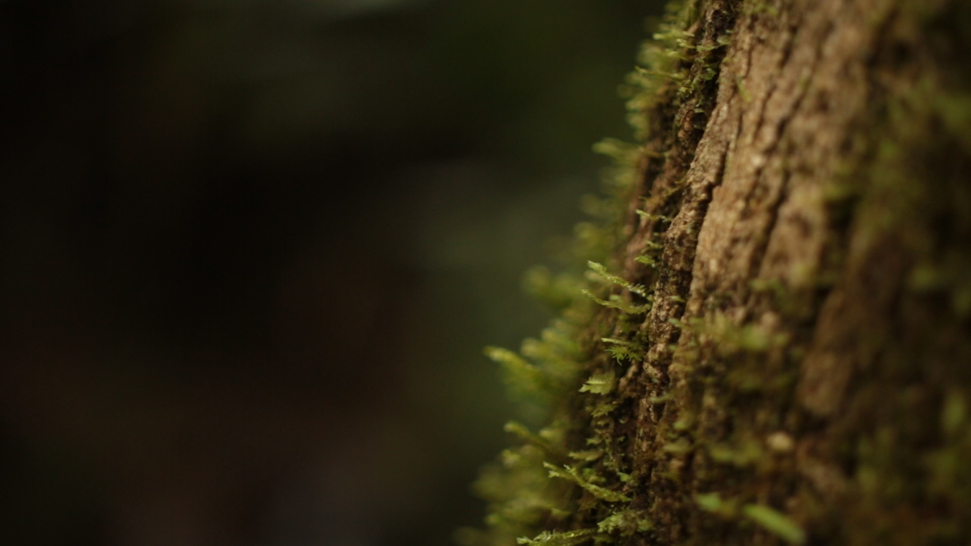 Mide tu huella ecológica con la aplicación de la Universidad El Bosque