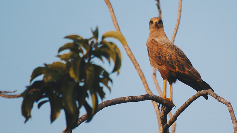 Aves-ElBosque