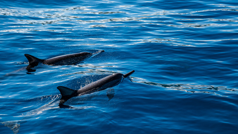 Especies silvestres recorren calles y playas por todo el mundo