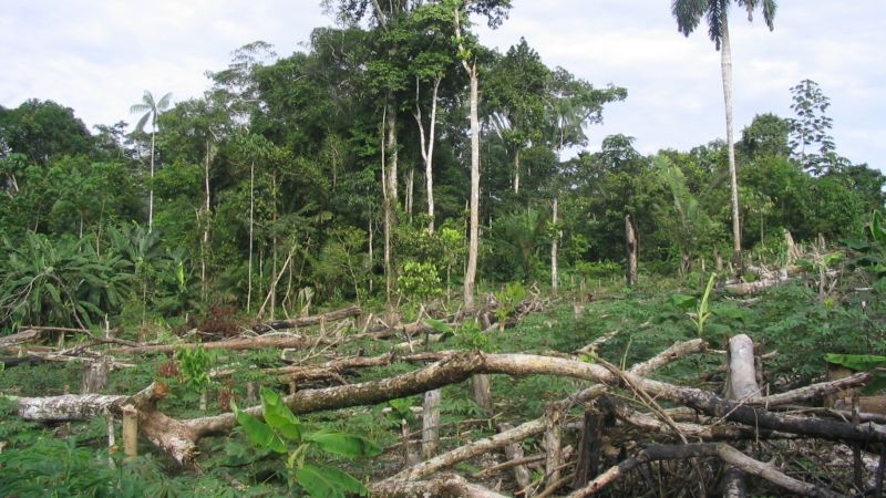 tala de arboles deforestación