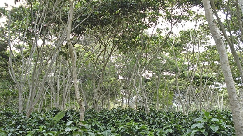 Agroecosistema - colombiano