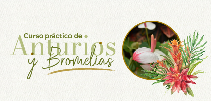 Curso práctico de Jardinería: Explorando el mundo de las Bromelias y Anturios