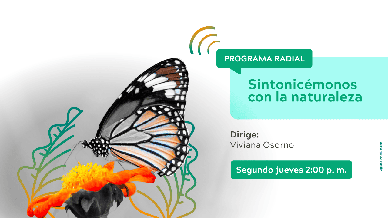 Mariposa con texto de fondo