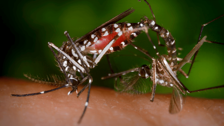 mosquito-aedes-aegypti-fiebre-amarilla-bogota
