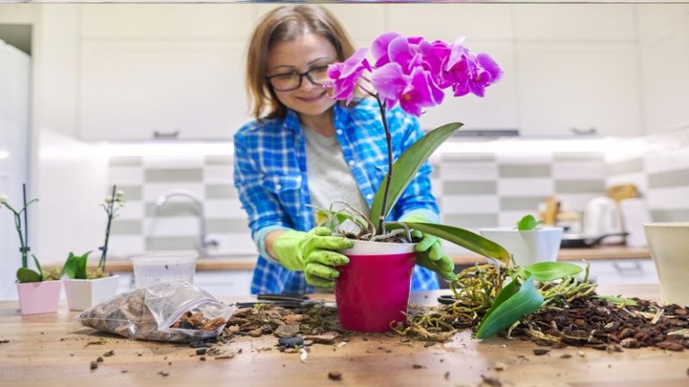 clases de orquideas