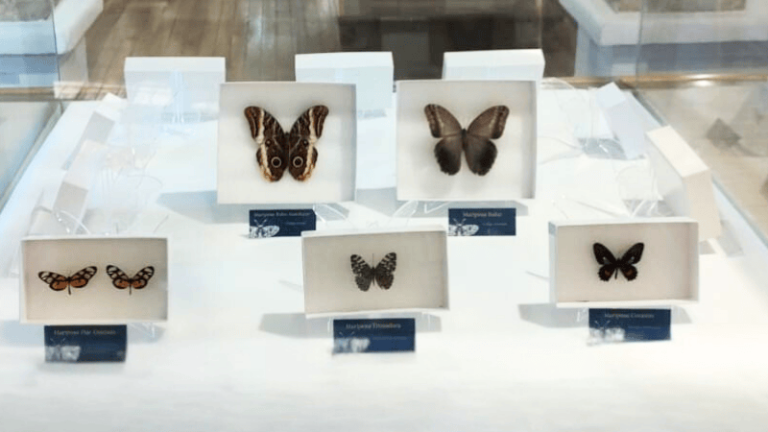 exposicion-mariposas-universidad-elbosque
