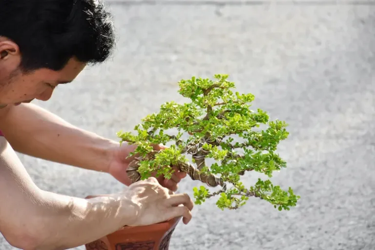 Árboles bonsai ¿Cómo hacerlos?