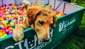 dia-de-la-mascota