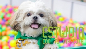 EsTuDía con tu Mascota - 2020