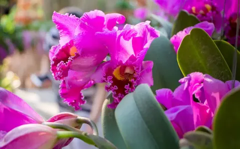Cattleya