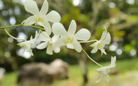 Dendrobium