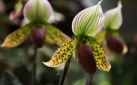 Paphiopedilum