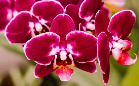 Phalaenopsis