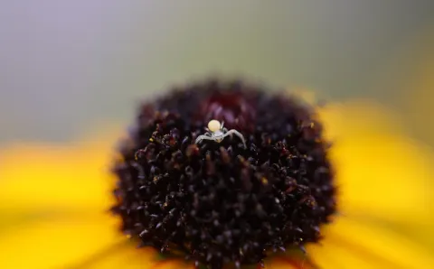 Macro y Microfotografía