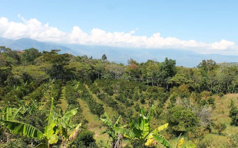Paisaje de cultivos de cítricos y plátano en ladera, en la cuenca de la quebrada La Paramera, Barichara