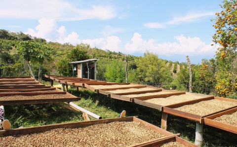 Secaderos de café al aire libre junto a árboles de cítricos en una finca de la cuenca de La Paramera, Barichara